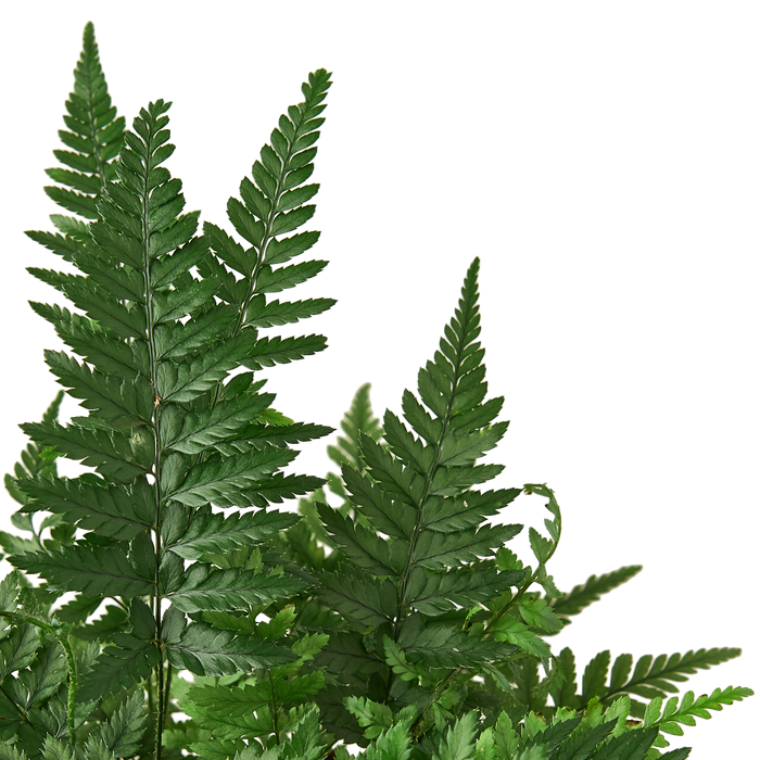 'Korean Rock' Fern - Holiday Corner