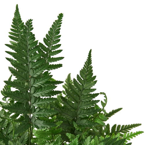 'Korean Rock' Fern - Holiday Corner