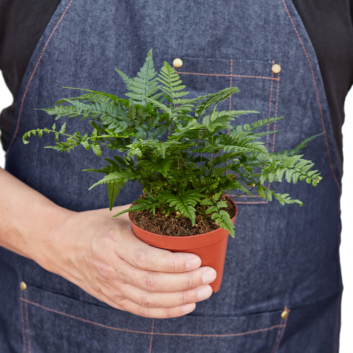 'Korean Rock' Fern - Holiday Corner