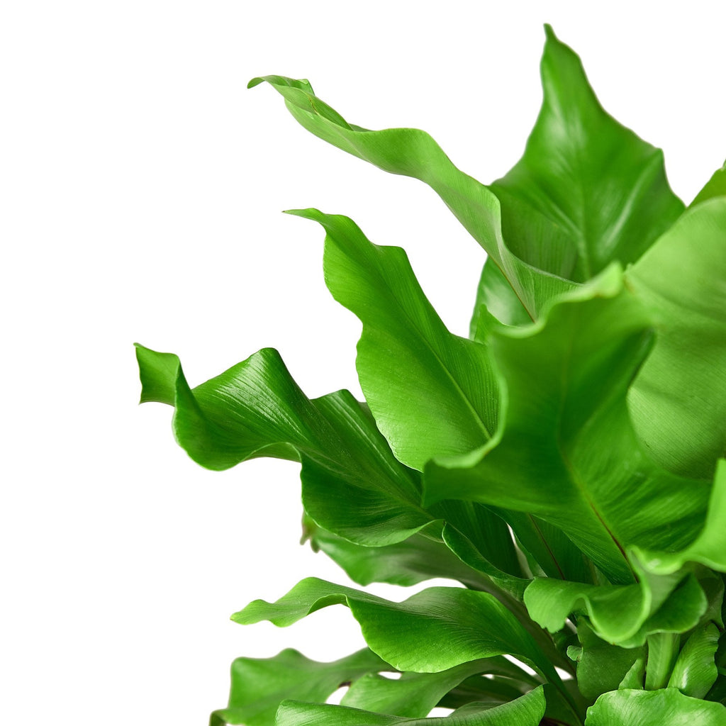 Bird's Nest 'Nidus' Fern - Holiday Corner