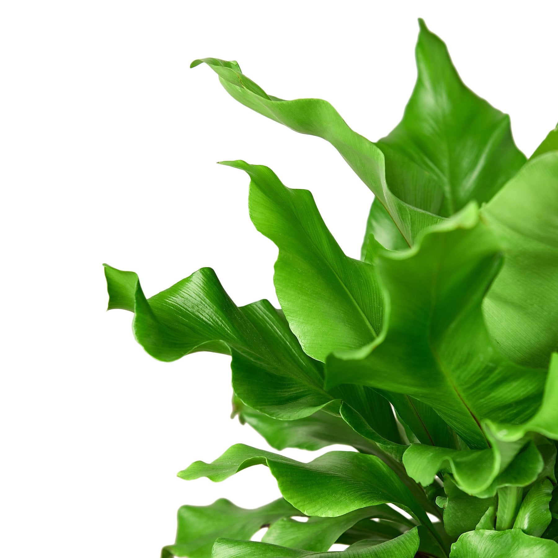 Bird's Nest 'Nidus' Fern - Holiday Corner