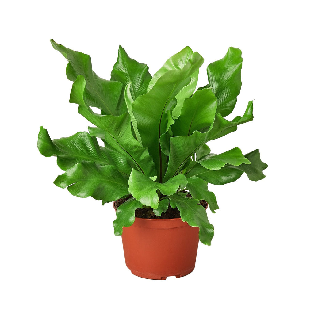 Bird's Nest 'Nidus' Fern - Holiday Corner