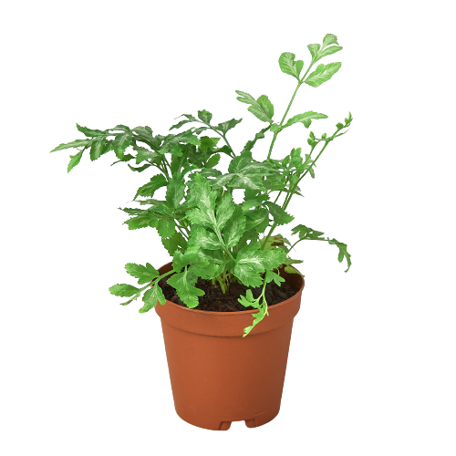 Fern 'Silver Lace' - Holiday Corner