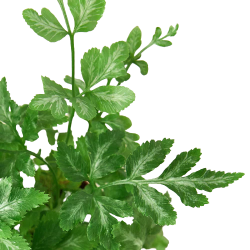 Fern 'Silver Lace' - Holiday Corner