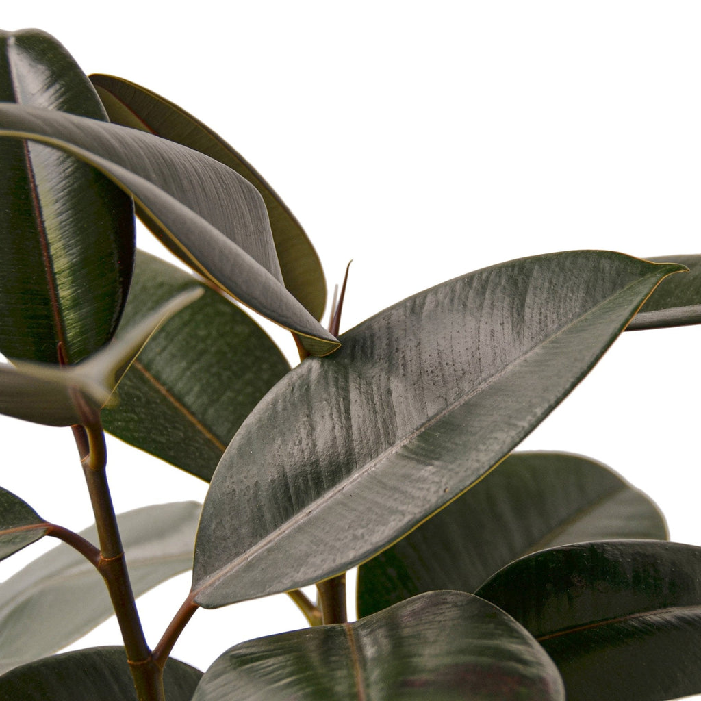 Ficus Elastica 'Burgundy' - Holiday Corner