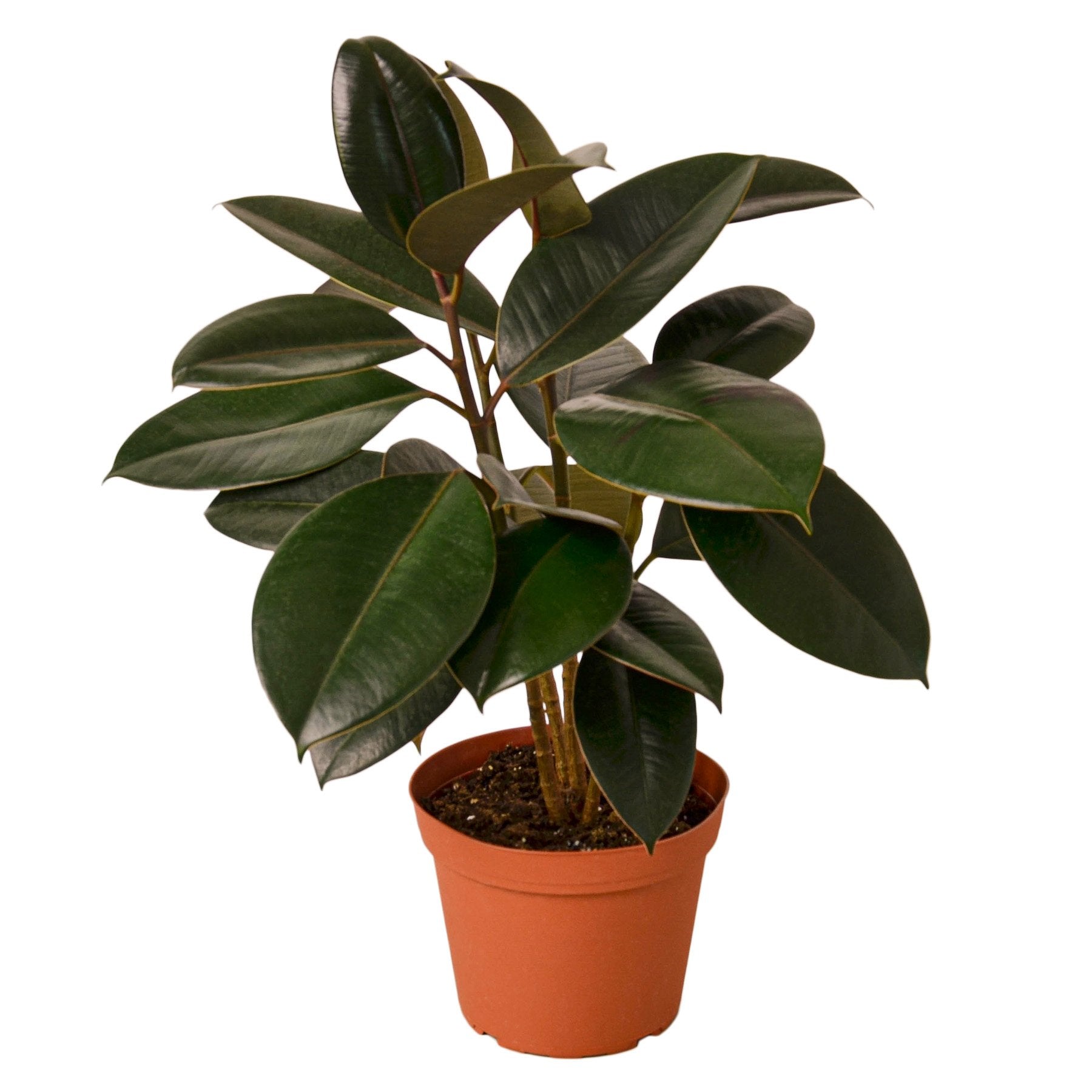 Ficus Elastica 'Burgundy' - Holiday Corner