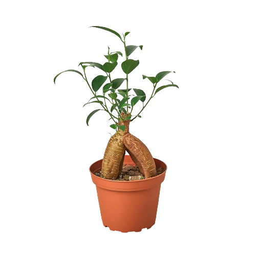 Ficus 'Ginseng' - Holiday Corner