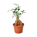 Ficus 'Ginseng' - Holiday Corner