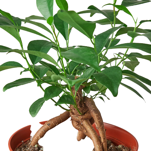 Ficus 'Ginseng' - Holiday Corner
