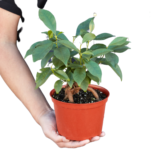Ficus 'Ginseng' - Holiday Corner