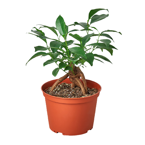 Ficus 'Ginseng' - Holiday Corner