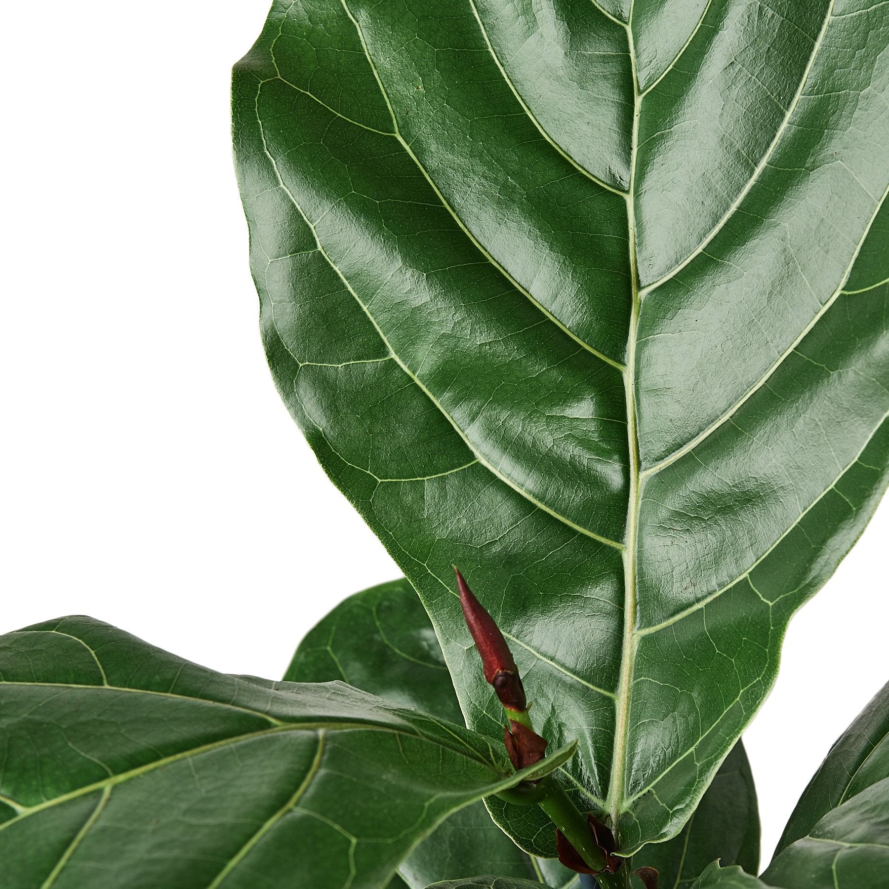 Ficus Lyrata 'Fiddle Leaf Fig' - Holiday Corner