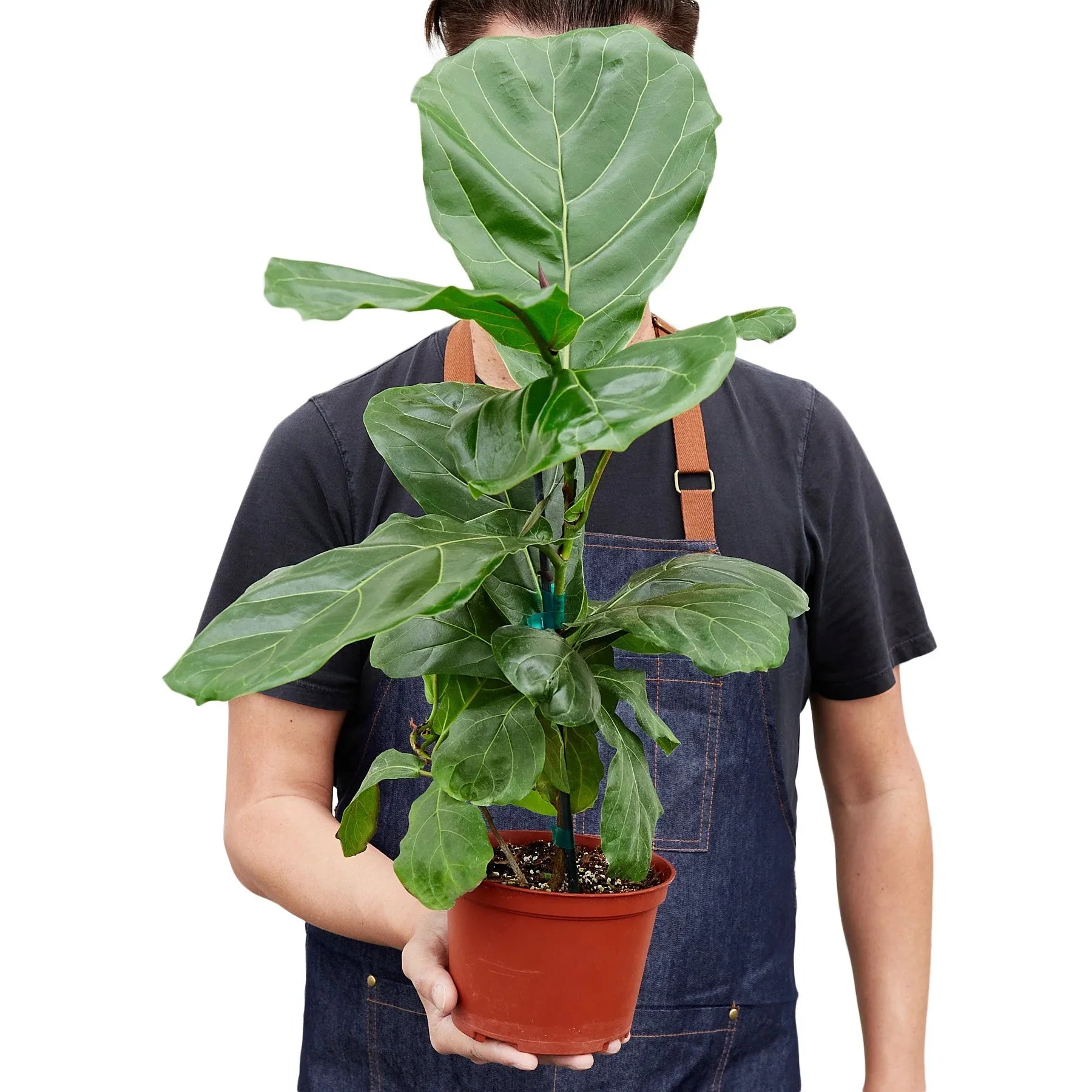 Ficus Lyrata 'Fiddle Leaf Fig' - Holiday Corner