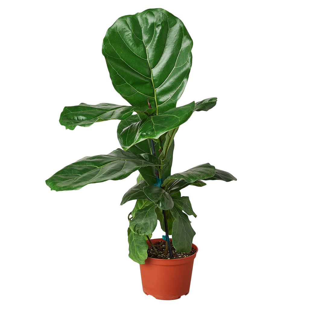 Ficus Lyrata 'Fiddle Leaf Fig' - Holiday Corner