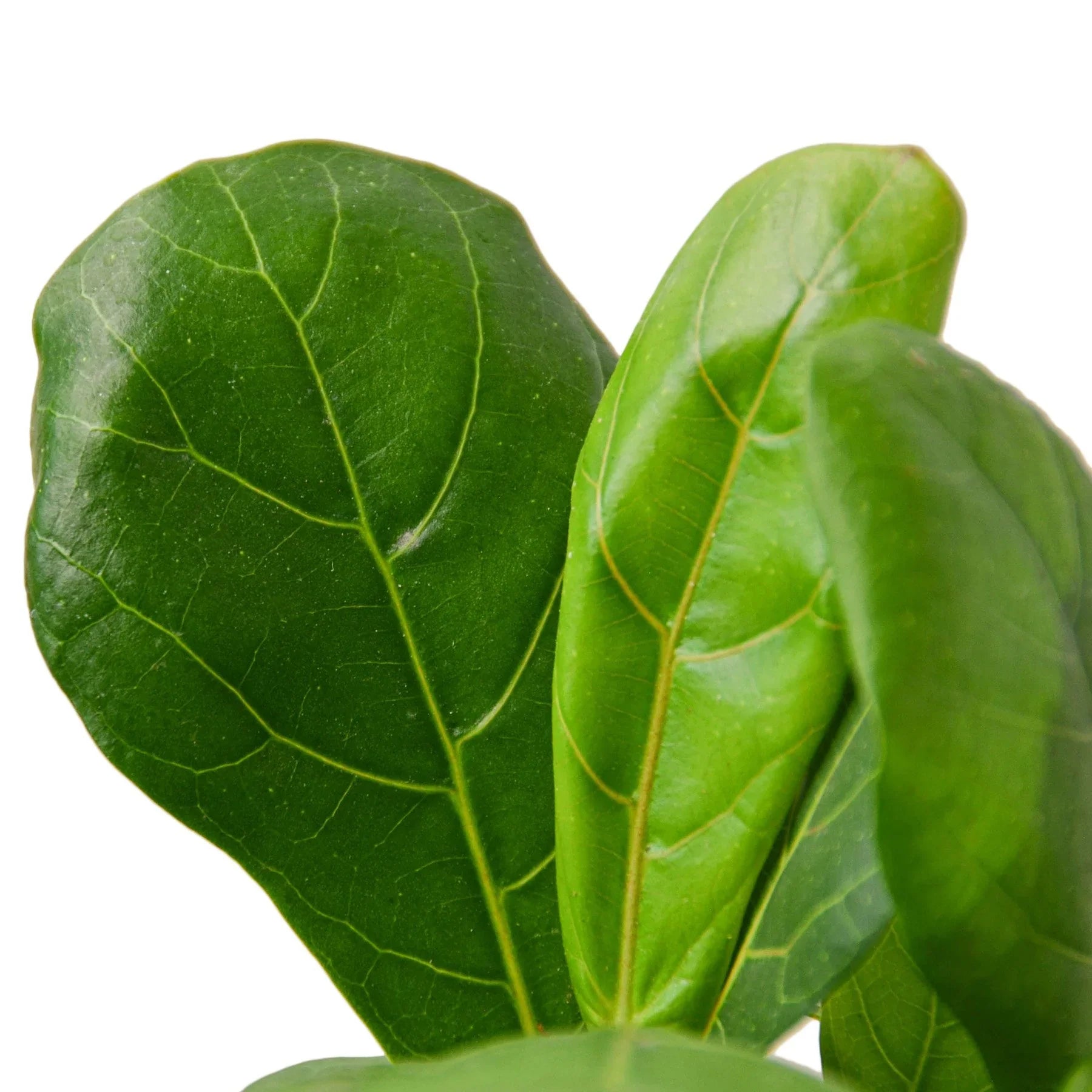 Ficus Lyrata 'Fiddle Leaf Fig' - Holiday Corner
