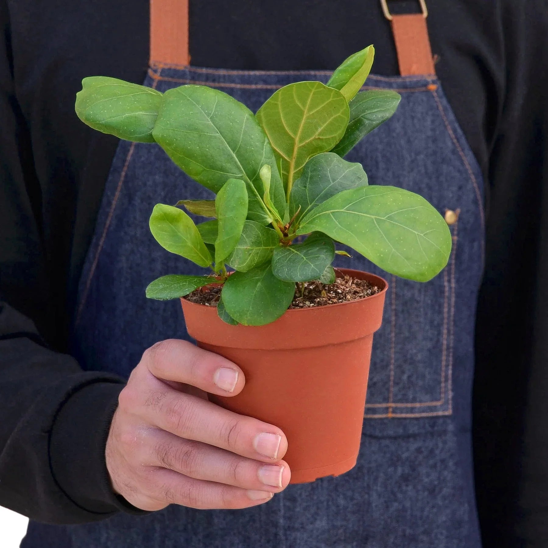 Ficus Lyrata 'Fiddle Leaf Fig' - Holiday Corner
