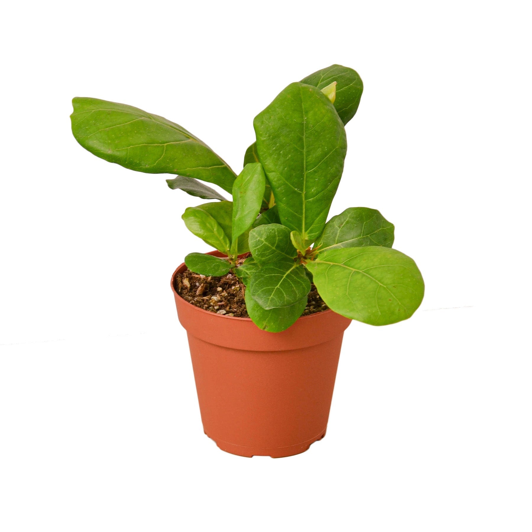 Ficus Lyrata 'Fiddle Leaf Fig' - Holiday Corner