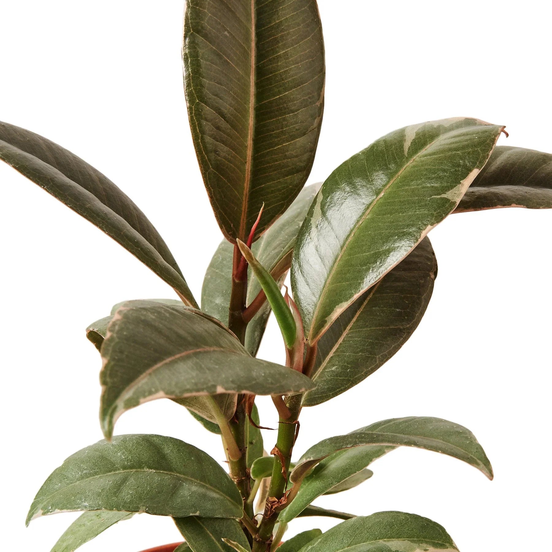 Ficus Elastica 'Tineke' - Holiday Corner