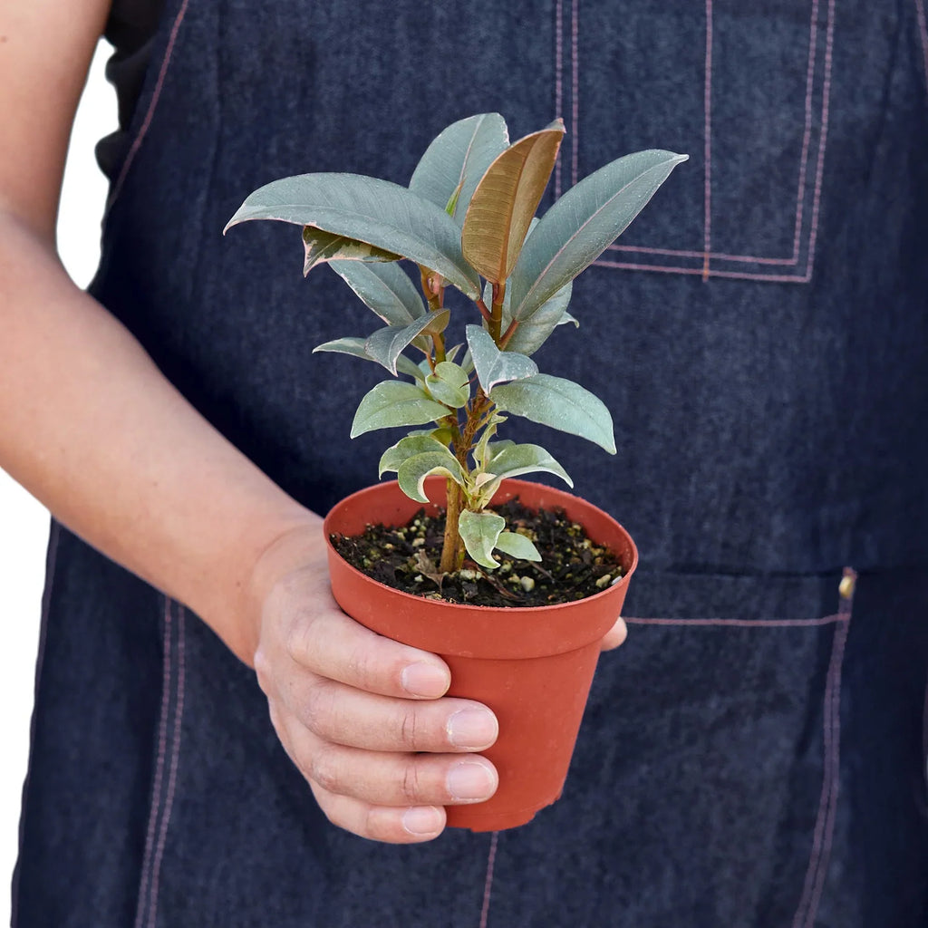 Ficus Elastica 'Tineke' - Holiday Corner