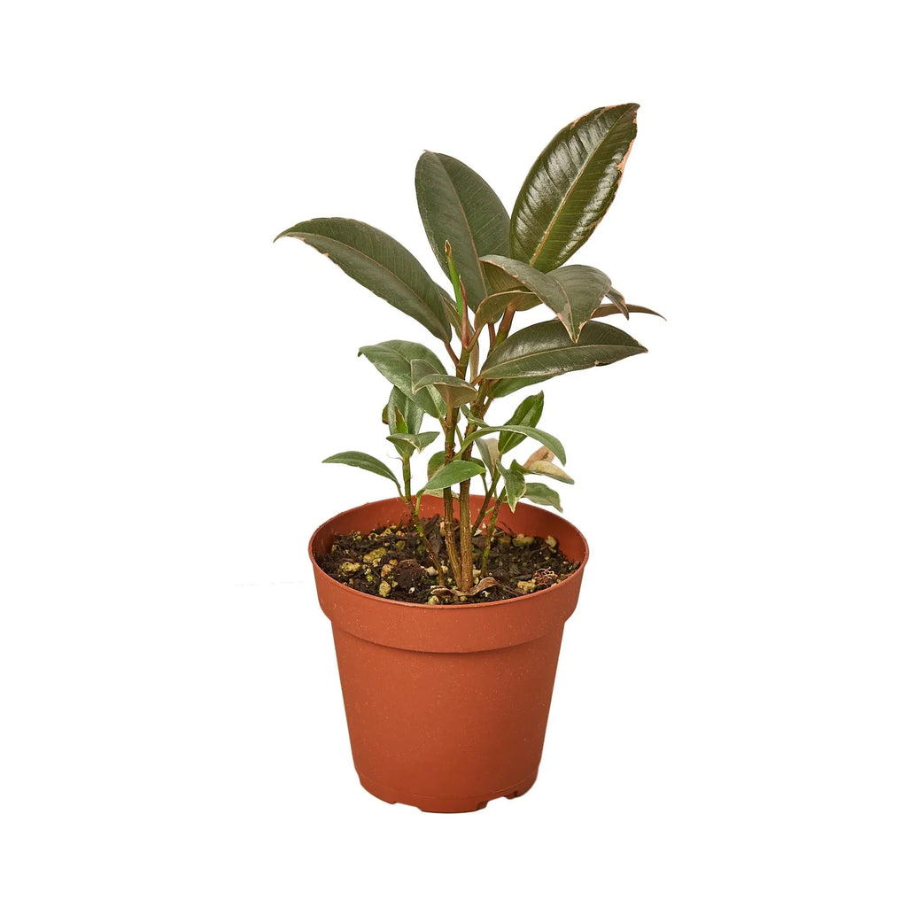 Ficus Elastica 'Tineke' - Holiday Corner