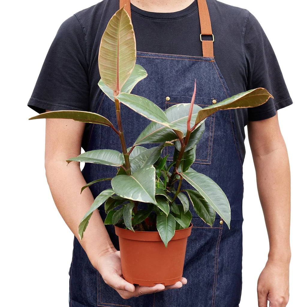 Ficus Elastica 'Tineke' - Holiday Corner