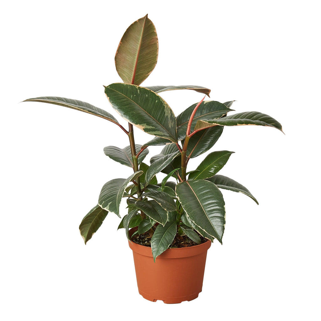 Ficus Elastica 'Tineke' - Holiday Corner