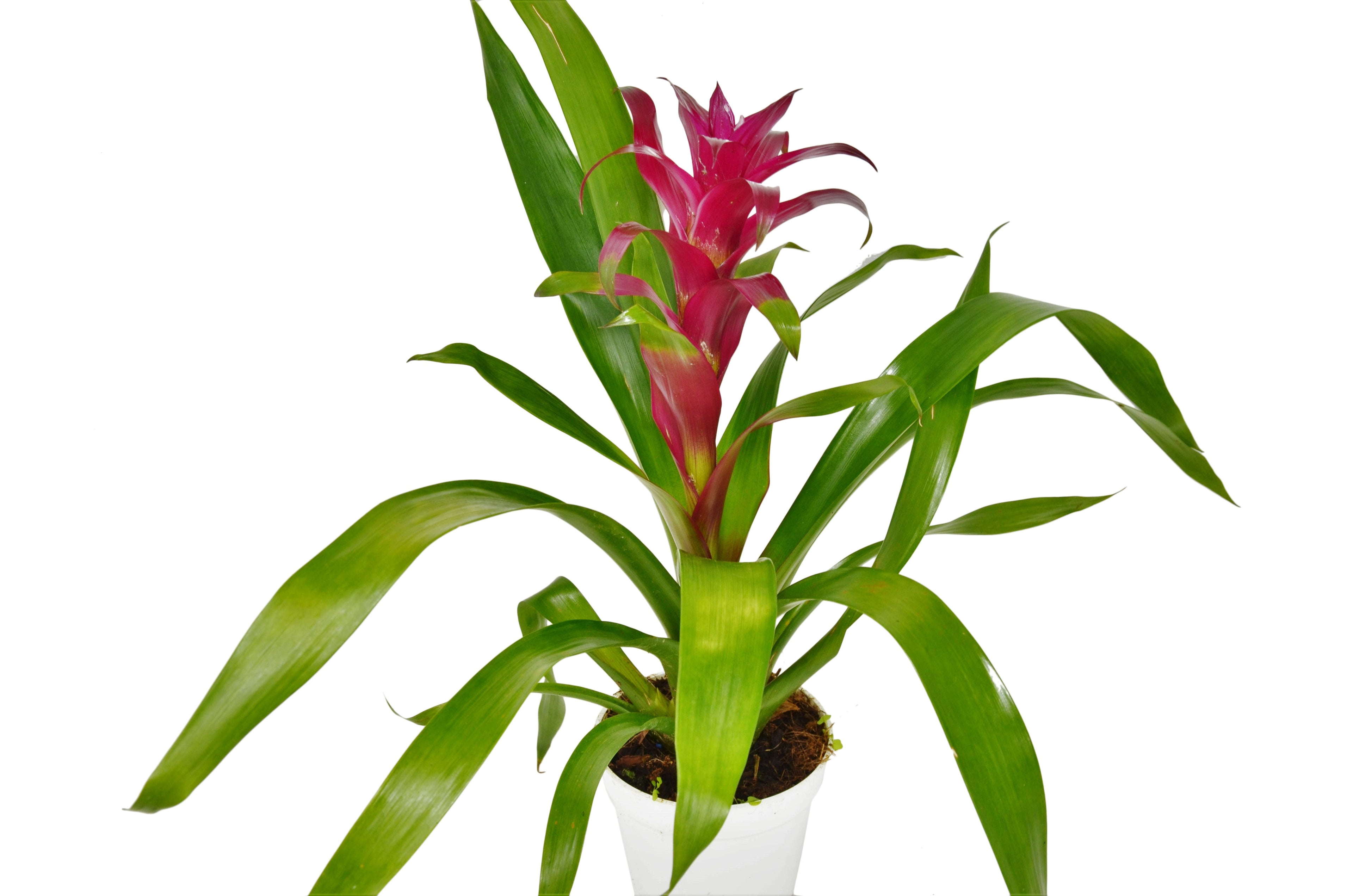 Bromeliad Guzmania 'Purple' - 4" Pot - Holiday Corner