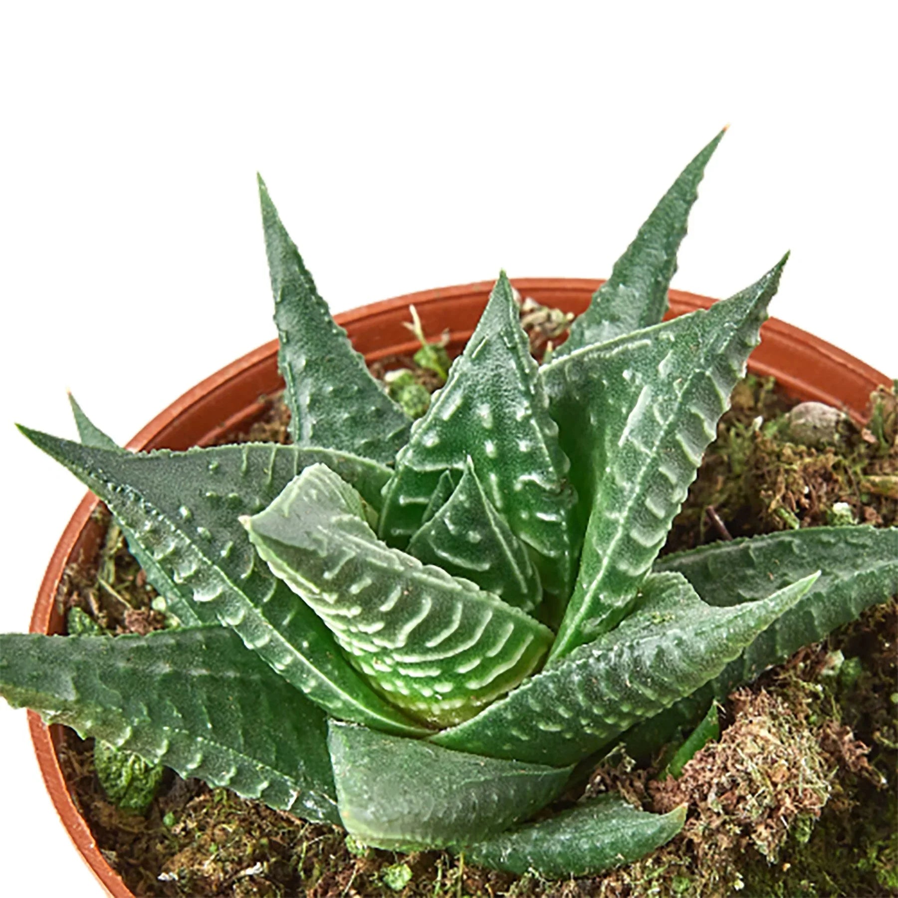Fairy Washboard Haworthia - Holiday Corner
