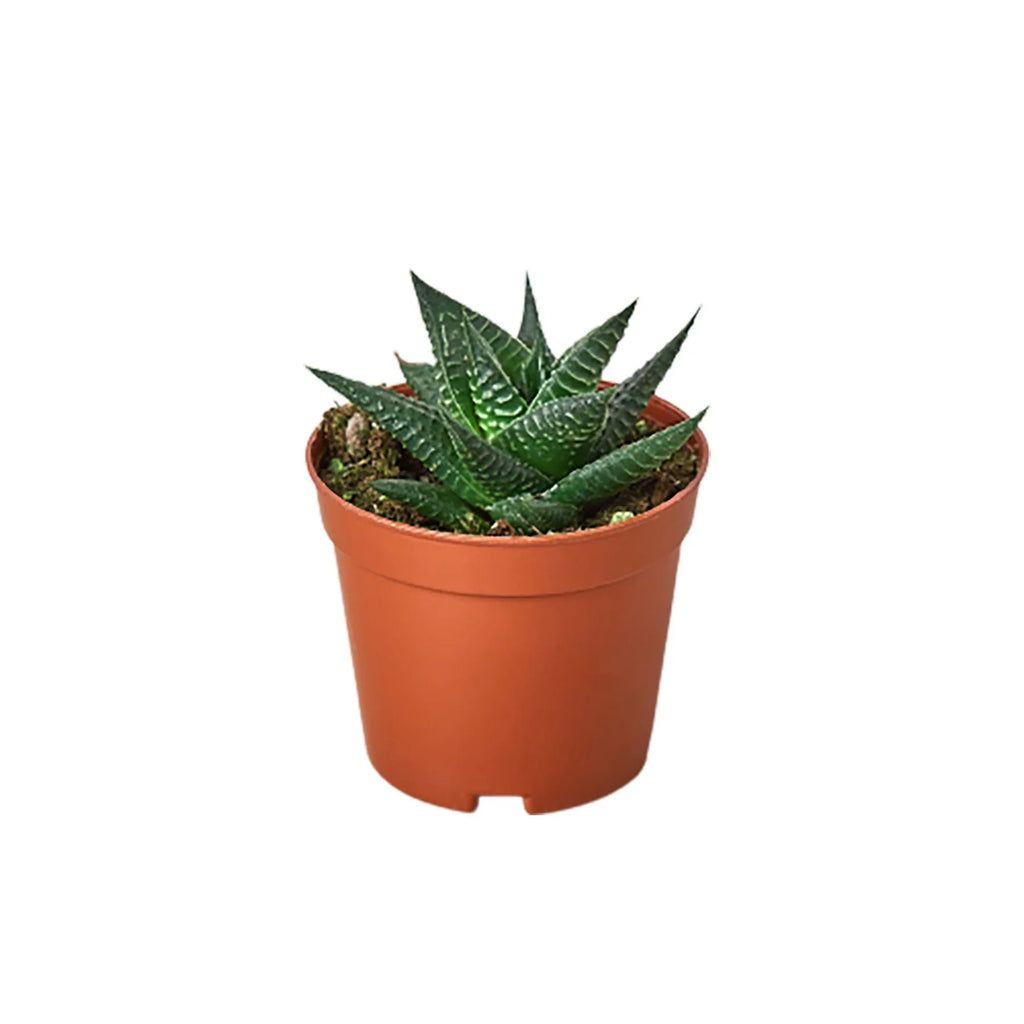 Fairy Washboard Haworthia - Holiday Corner
