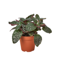 Hemigraphis 'Purple Waffle' - Holiday Corner