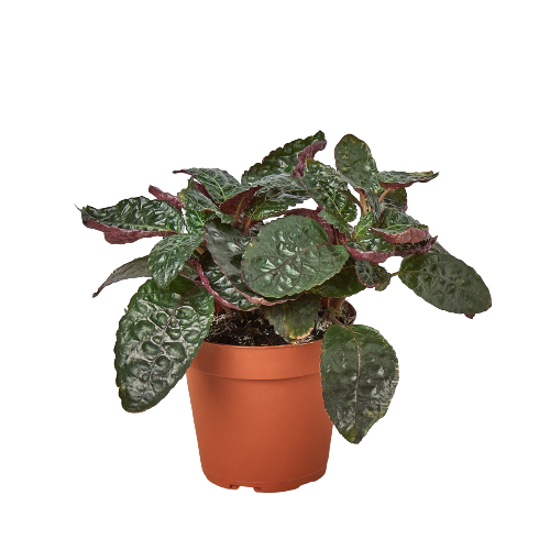 Hemigraphis 'Purple Waffle' - Holiday Corner