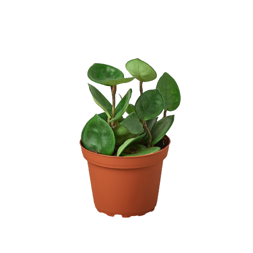Hoya Carnosa 'Chelsea' - Holiday Corner