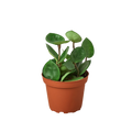 Hoya Carnosa 'Chelsea' - 4" Pot - NURSERY POT ONLY - Holiday Corner