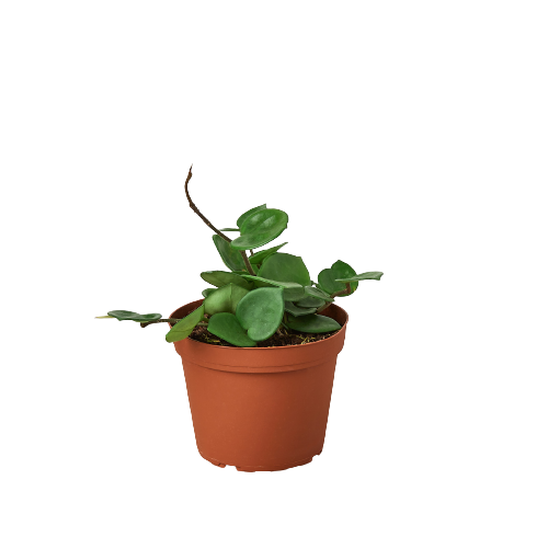 Hoya Carnosa 'Chelsea' - 6" Pot - NURSERY POT ONLY - Holiday Corner