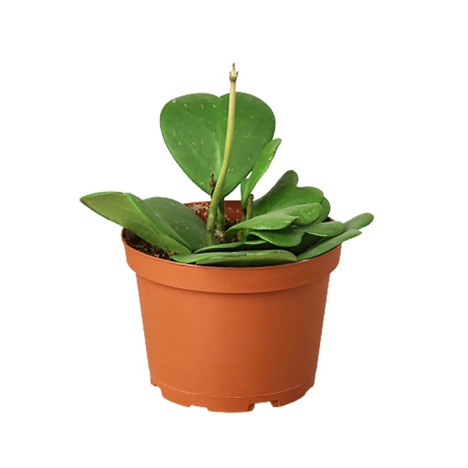 Hoya Sweetheart - Holiday Corner