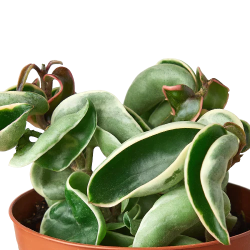 Hoya 'Rope Plant' Variegated - Holiday Corner