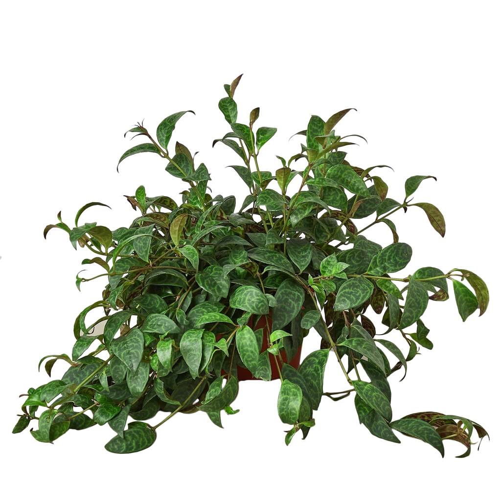 Lipstick Plant - Holiday Corner