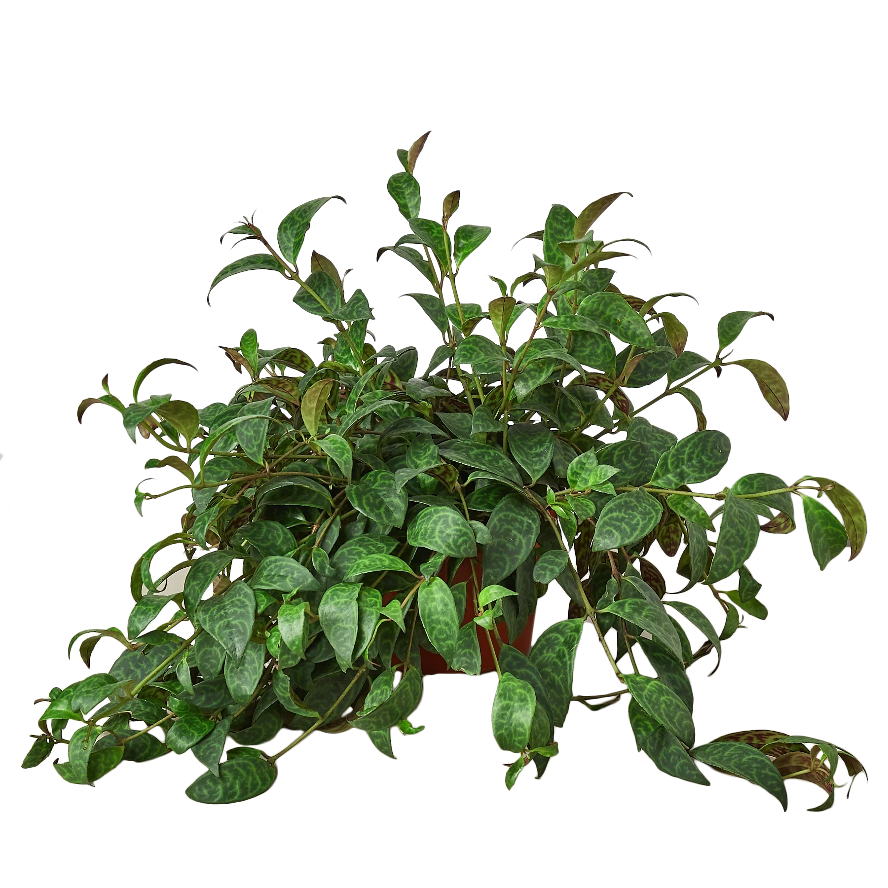 Lipstick Plant - Holiday Corner