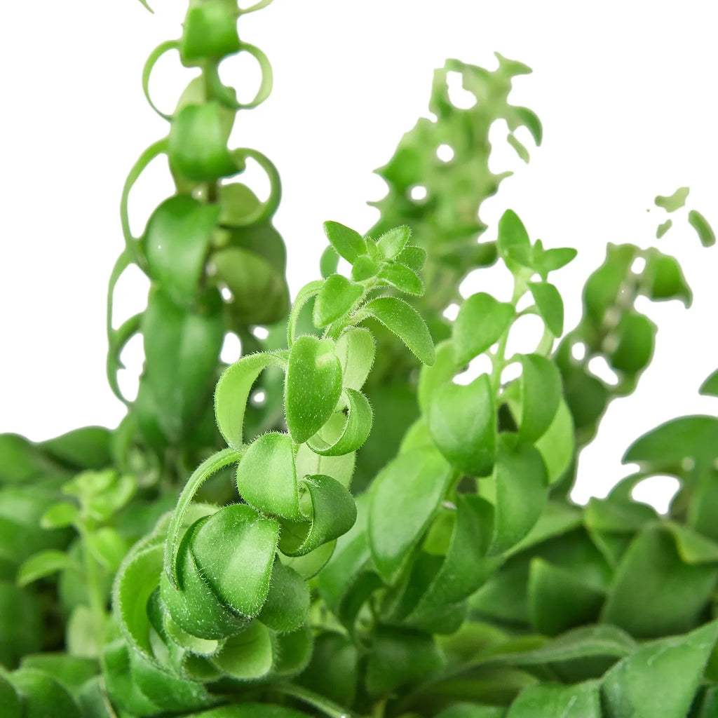 Curly Lipstick Plant - Holiday Corner
