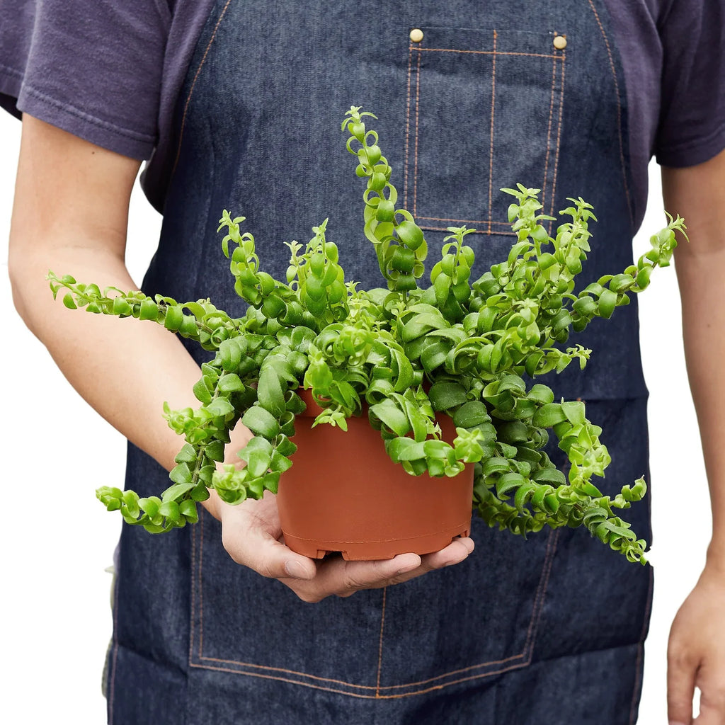 Curly Lipstick Plant - Holiday Corner
