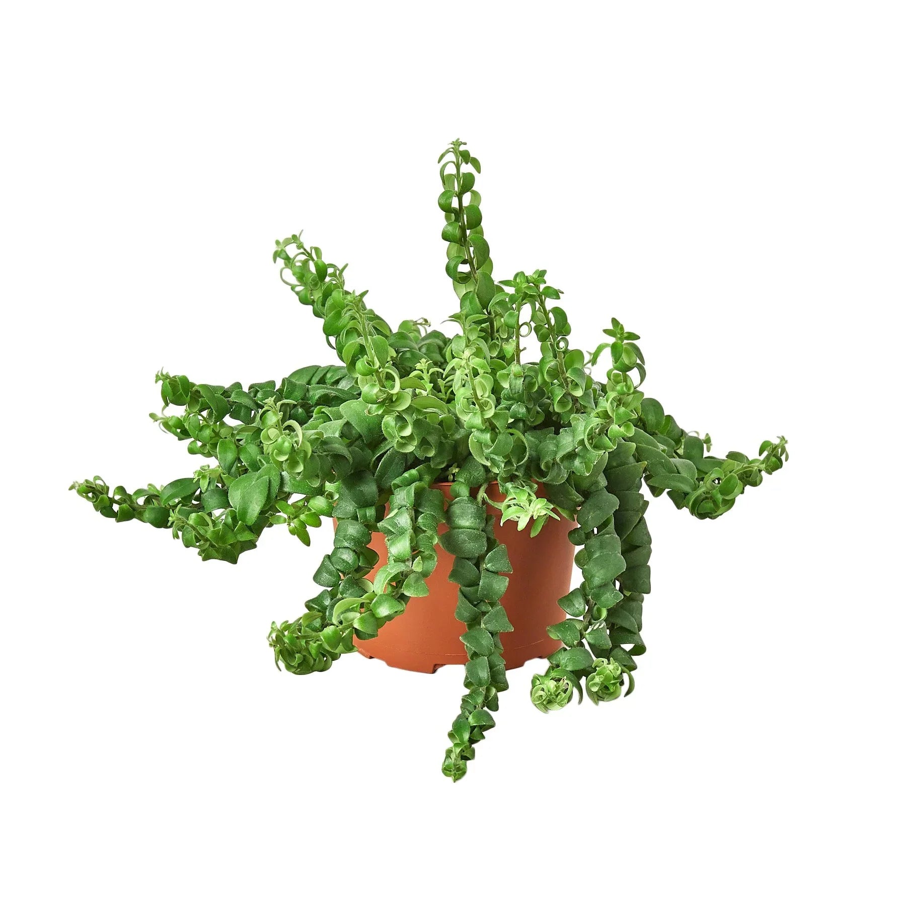 Curly Lipstick Plant - Holiday Corner