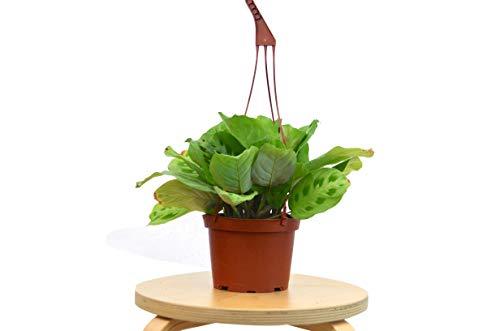 Maranta 'Leuconeura' - Holiday Corner