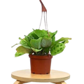 Maranta 'Leuconeura' - 6" Pot - NURSERY POT ONLY - Holiday Corner
