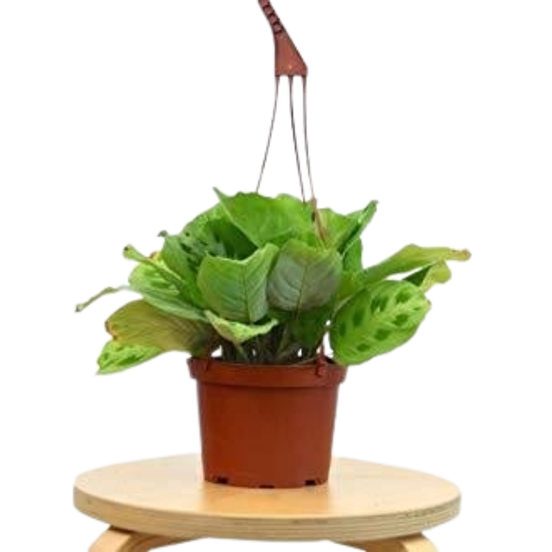 Maranta 'Leuconeura' - 6" Pot - NURSERY POT ONLY - Holiday Corner