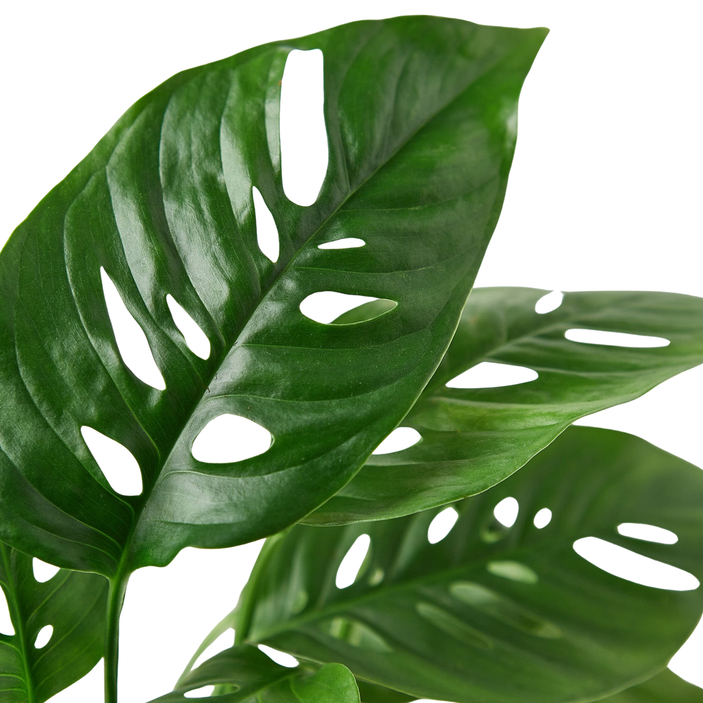Monstera Adansonii 'Swiss Cheese' - Holiday Corner