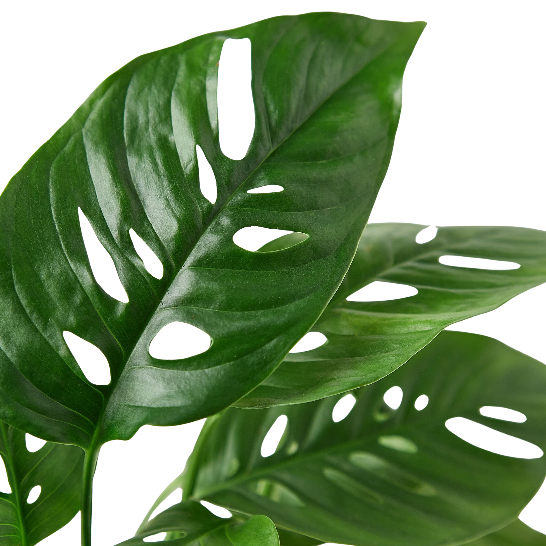 Monstera Adansonii 'Swiss Cheese' - Holiday Corner