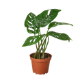 Monstera Adansonii 'Swiss Cheese' - 6" Pot - NURSERY POT ONLY - Holiday Corner
