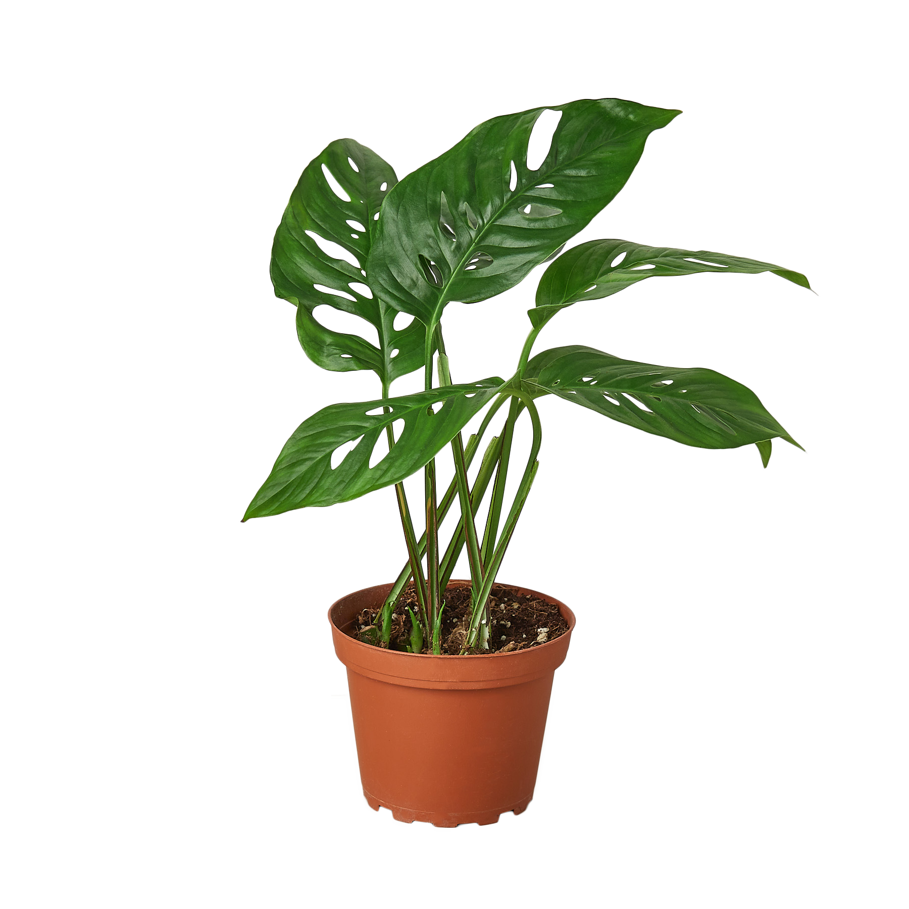 Monstera Adansonii 'Swiss Cheese' - 6" Pot - NURSERY POT ONLY - Holiday Corner