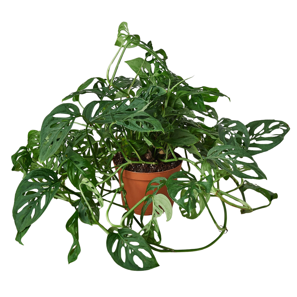 Monstera Adansonii 'Swiss Cheese' - Holiday Corner