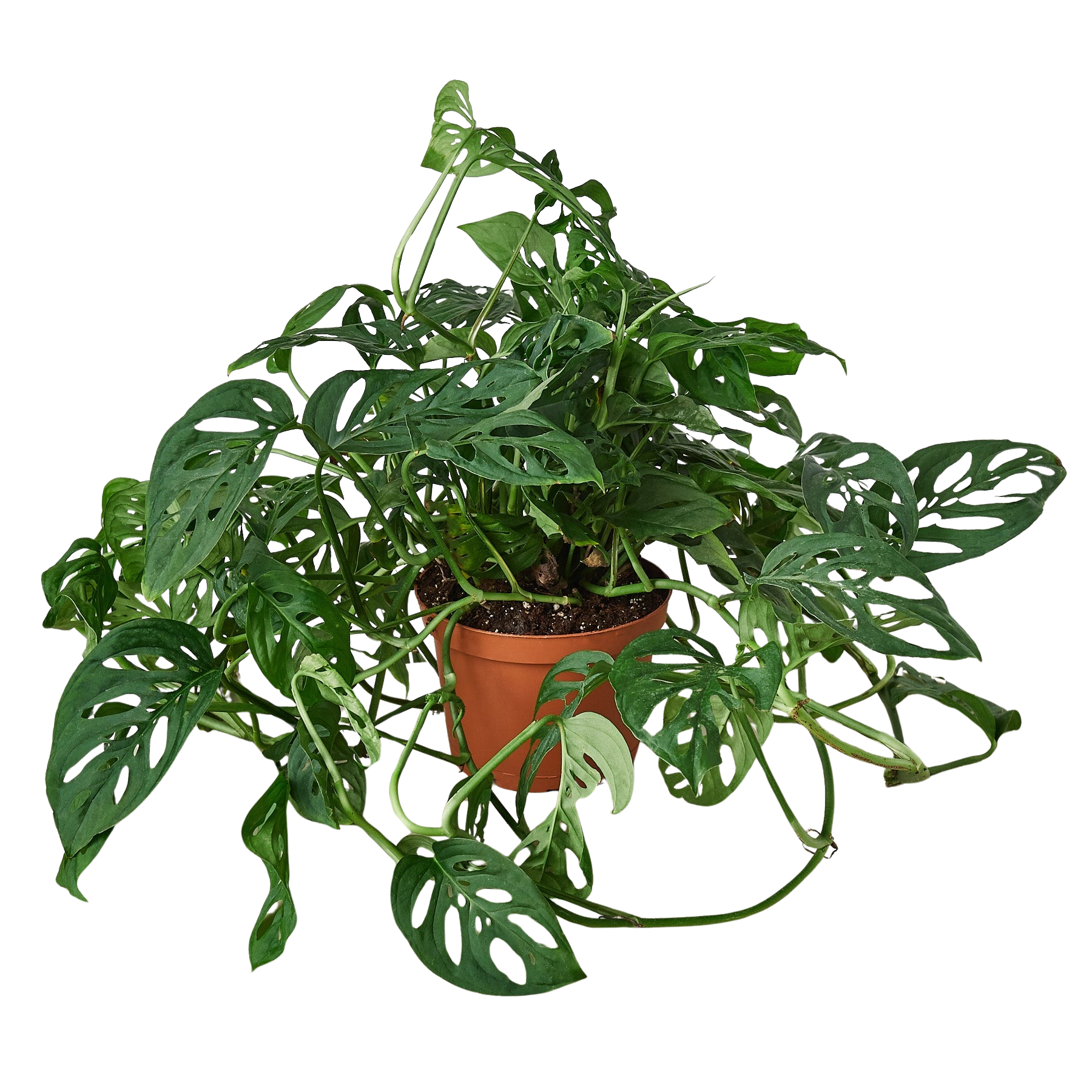 Monstera Adansonii 'Swiss Cheese' - Holiday Corner